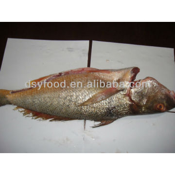 Frozen Mexico Yellow Croaker Fish